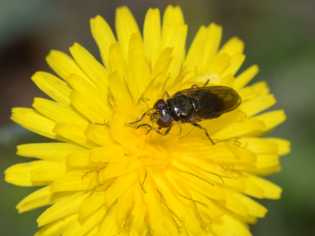 Syrphidae: Cheilosia sp., femmina